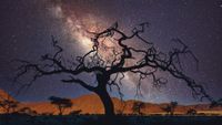 Namibia - Namtib-Kameldorn vor Milchstra&szlig;e - Focuswelten